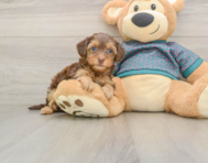 9 week old Yorkie Poo Puppy For Sale - Premier Pups