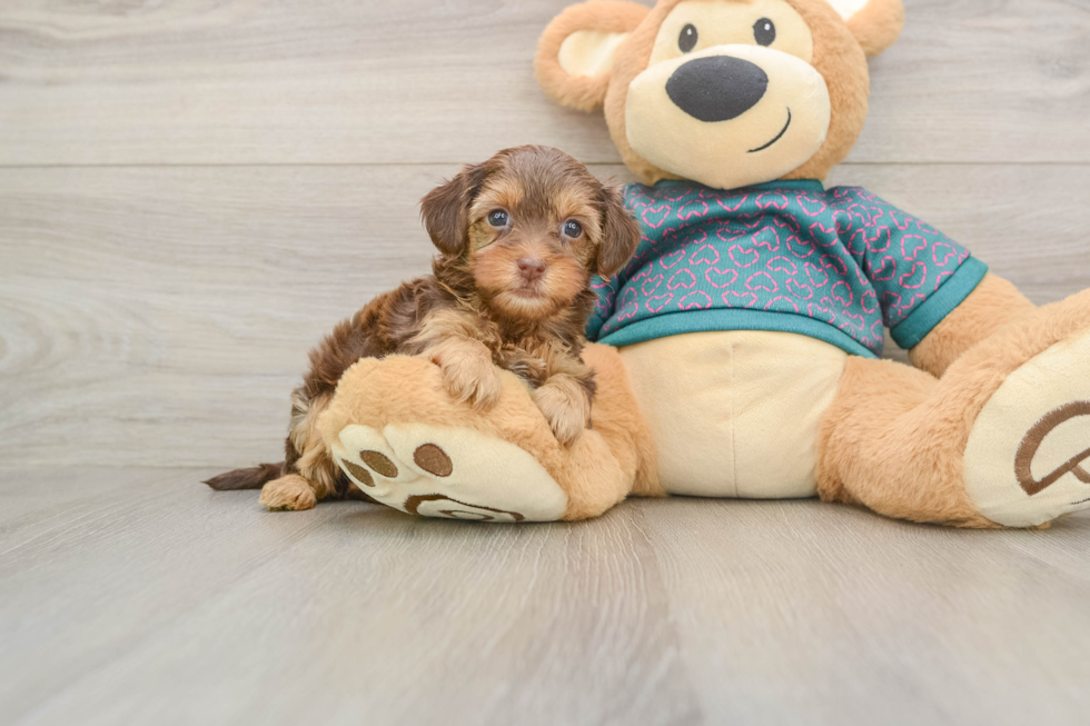 Yorkie Poo Puppy for Adoption