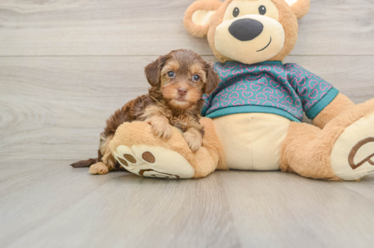 Yorkie Poo Puppy for Adoption