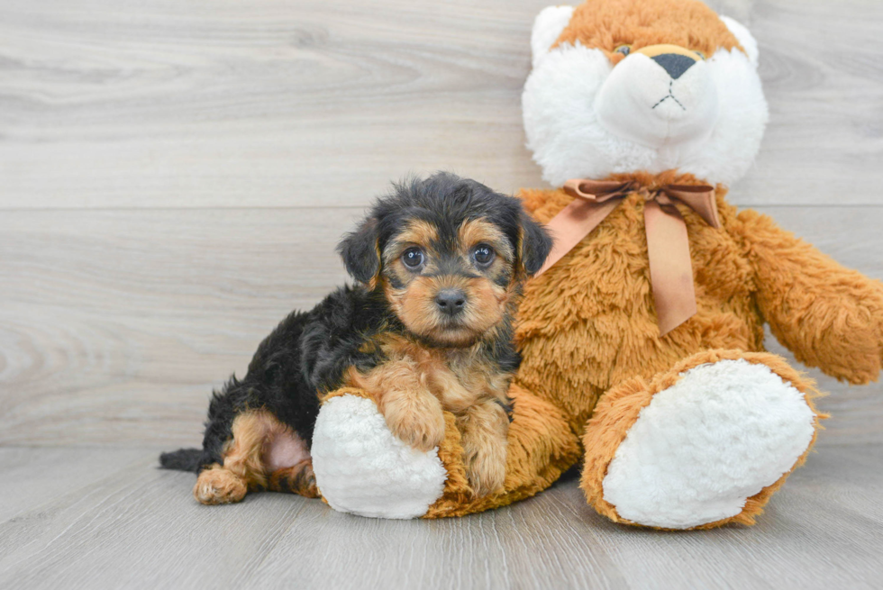 Yorkie Poo Puppy for Adoption