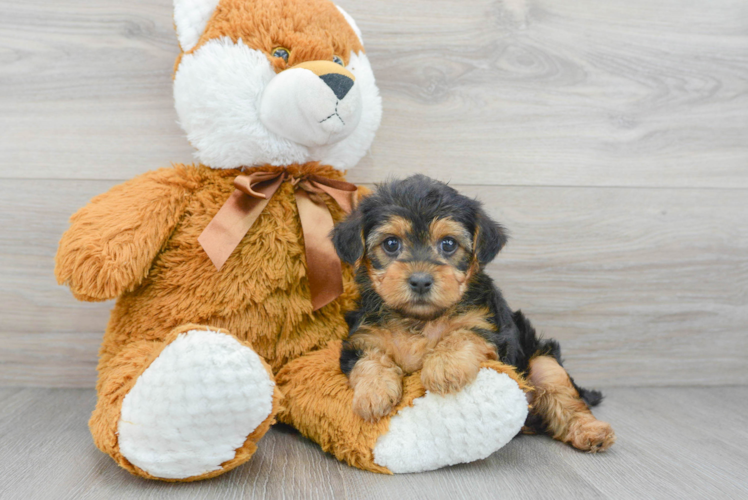 Friendly Yorkie Poo Baby