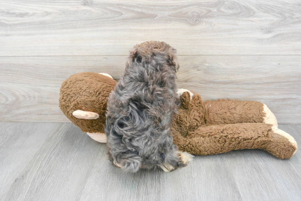 Yorkie Poo Pup Being Cute