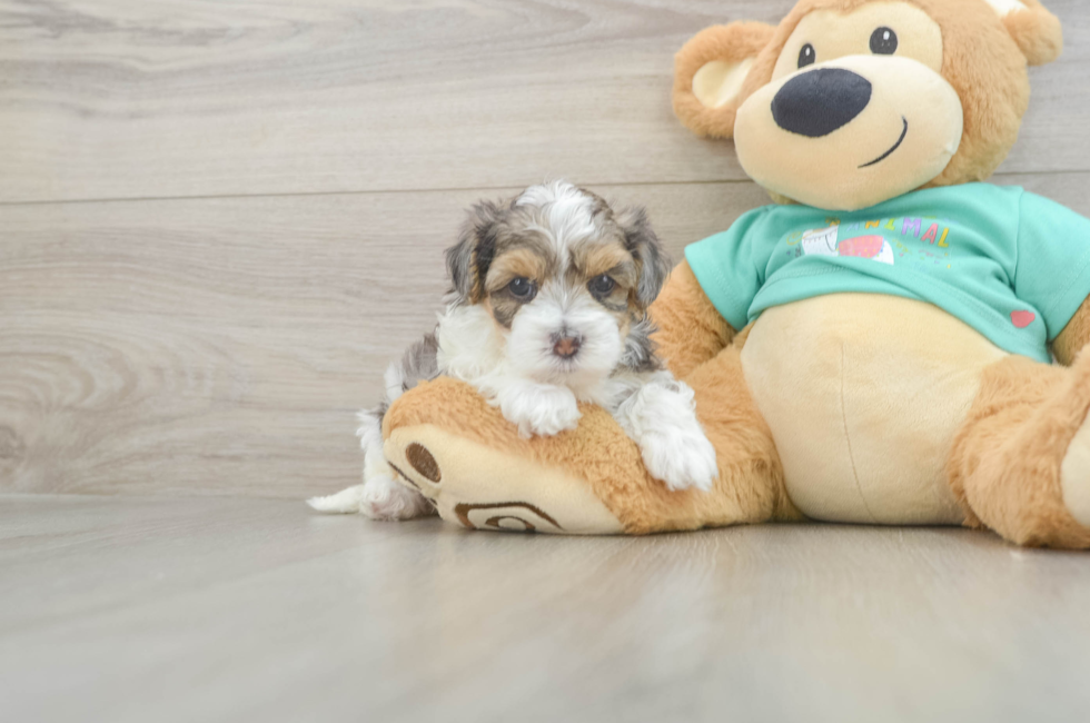 5 week old Yorkie Poo Puppy For Sale - Premier Pups