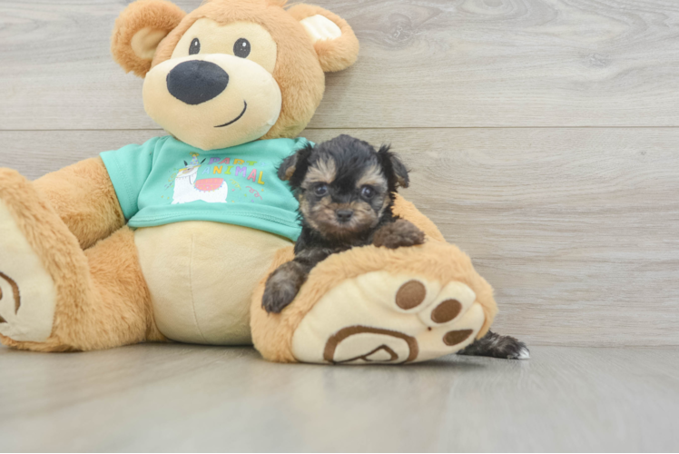 Little Yorkie Poodle Mix Poodle Mix Puppy