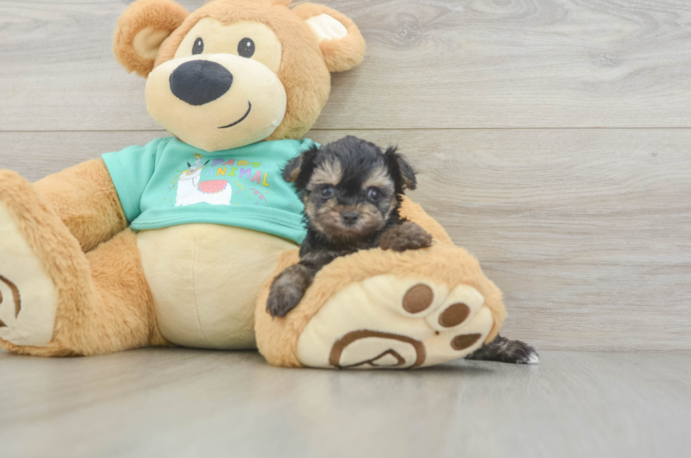 5 week old Yorkie Poo Puppy For Sale - Premier Pups