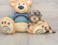 7 week old Yorkie Poo Puppy For Sale - Premier Pups
