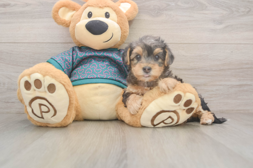 5 week old Yorkie Poo Puppy For Sale - Premier Pups