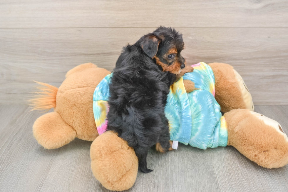Fluffy Yorkie Poo Poodle Mix Pup
