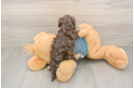Playful Yo Yo Poo Poodle Mix Puppy