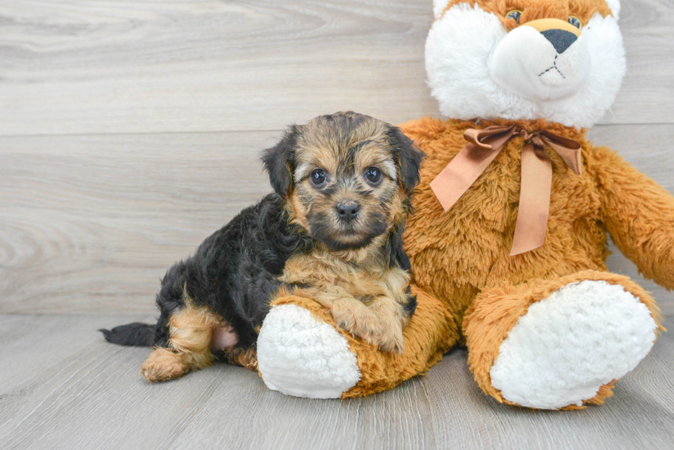 Funny Yorkie Poo Poodle Mix Pup