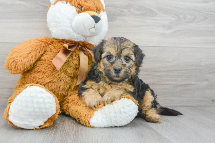 Sweet Yorkie Poo Baby