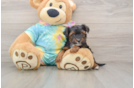 Small Yorkie Poo Baby