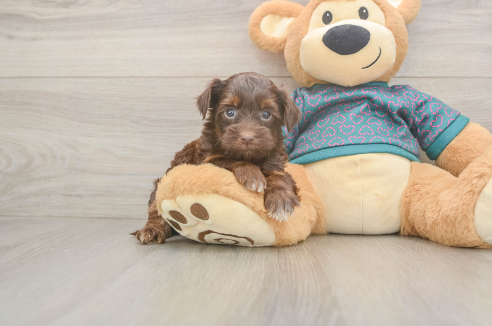 5 week old Yorkie Poo Puppy For Sale - Premier Pups