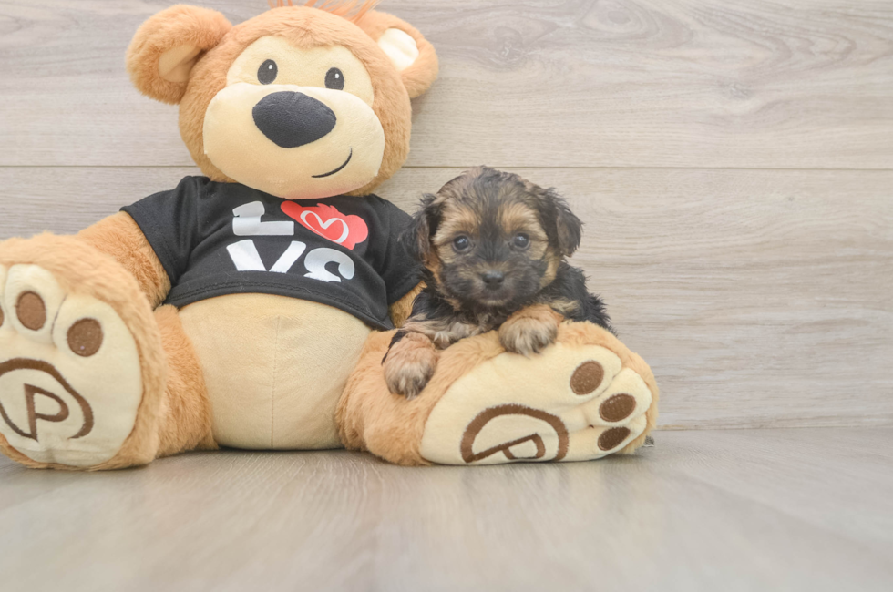 5 week old Yorkie Poo Puppy For Sale - Premier Pups