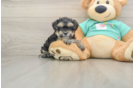 Smart Yorkie Poo Poodle Mix Pup