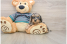 Yorkie Poo Puppy for Adoption