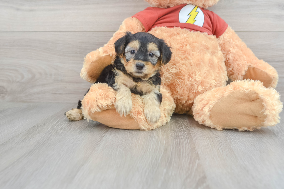 Yorkie Poo Pup Being Cute