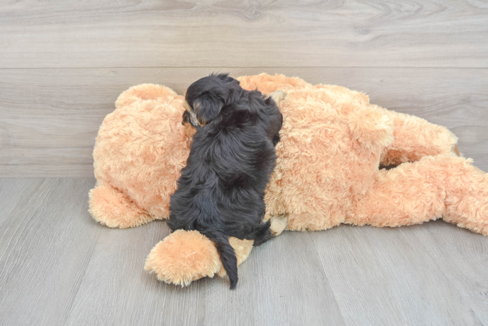 Friendly Yorkie Poo Baby