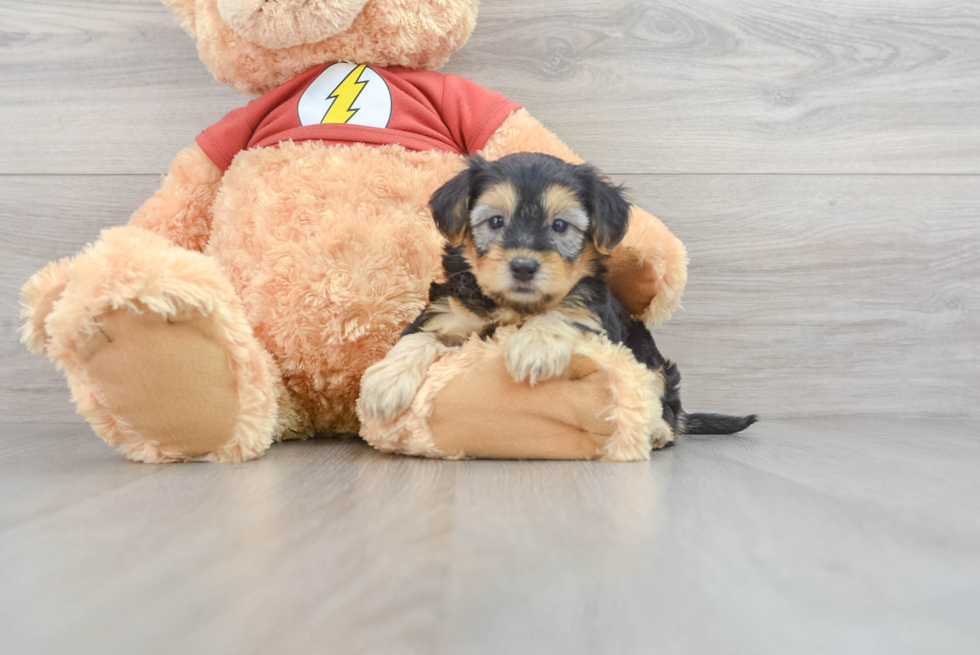 Yorkie Poo Pup Being Cute