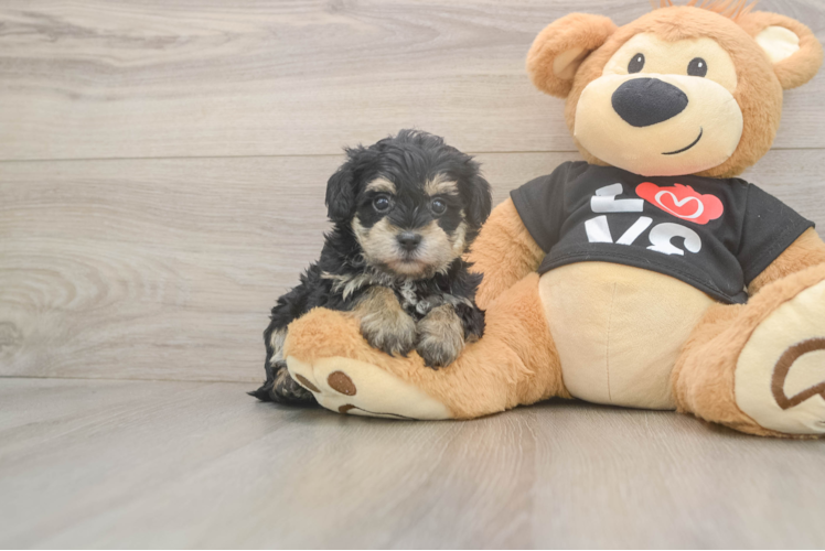 Playful Yo Yo Poo Poodle Mix Puppy