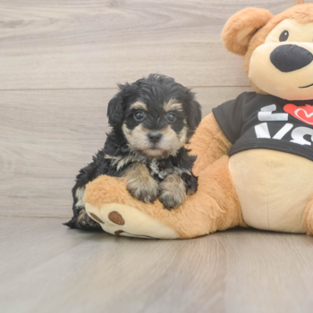 TAYLOR, a Yorkie Poo puppy from Colonia NJ