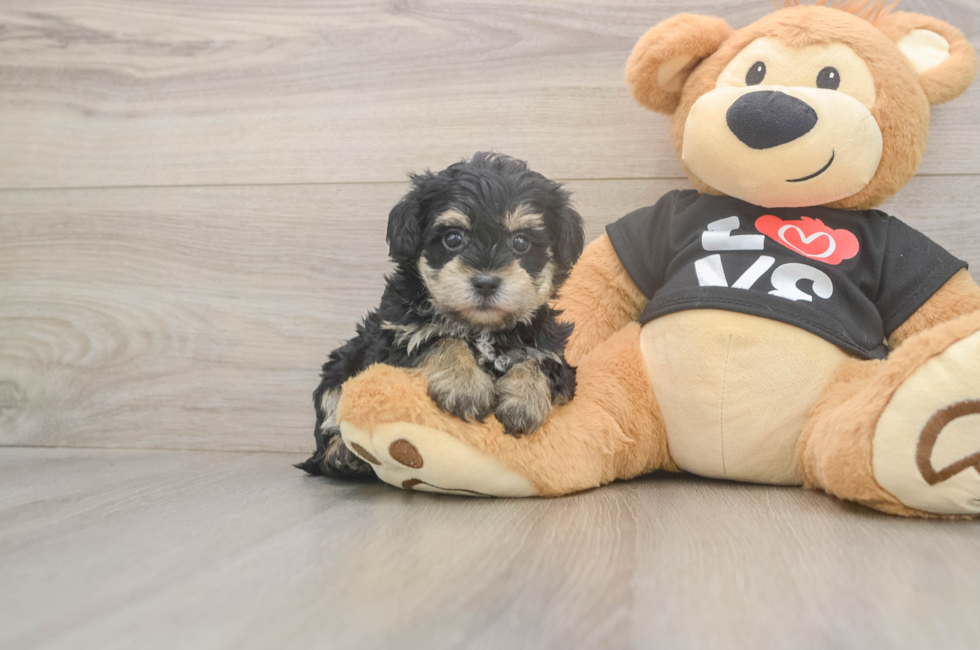 5 week old Yorkie Poo Puppy For Sale - Premier Pups