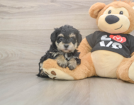 7 week old Yorkie Poo Puppy For Sale - Premier Pups 7 week old Yorkie Poo Puppy For Sale - Premier Pups