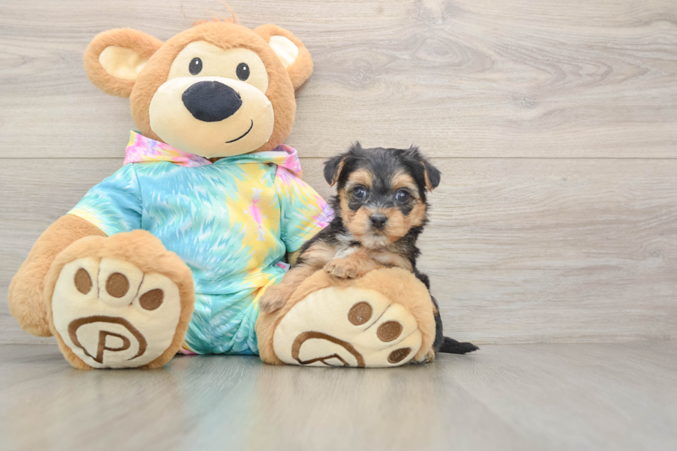 Popular Yorkie Poo Poodle Mix Pup