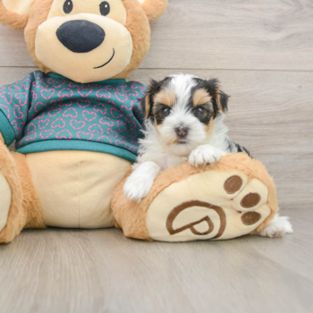 Friendly Yorkie Poo Baby
