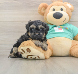 9 week old Yorkie Poo Puppy For Sale - Premier Pups