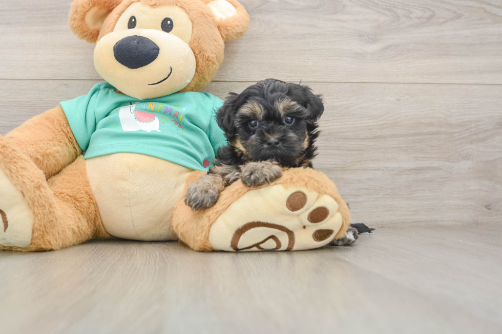 Small Yorkie Poo Baby