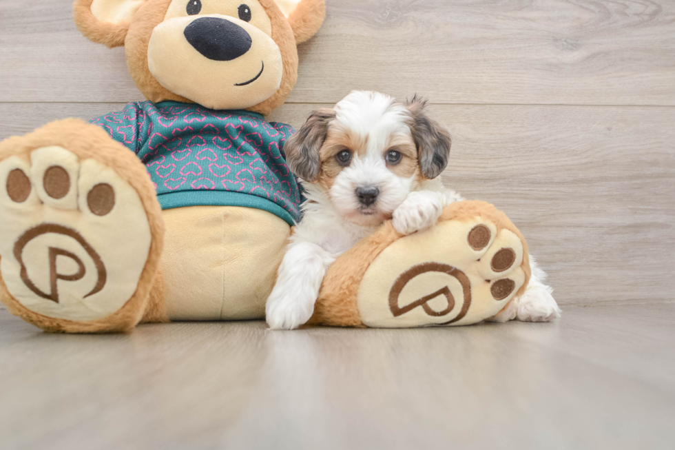 Best Yorkie Poo Baby