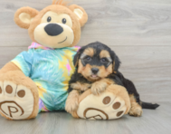7 week old Yorkie Poo Puppy For Sale - Premier Pups