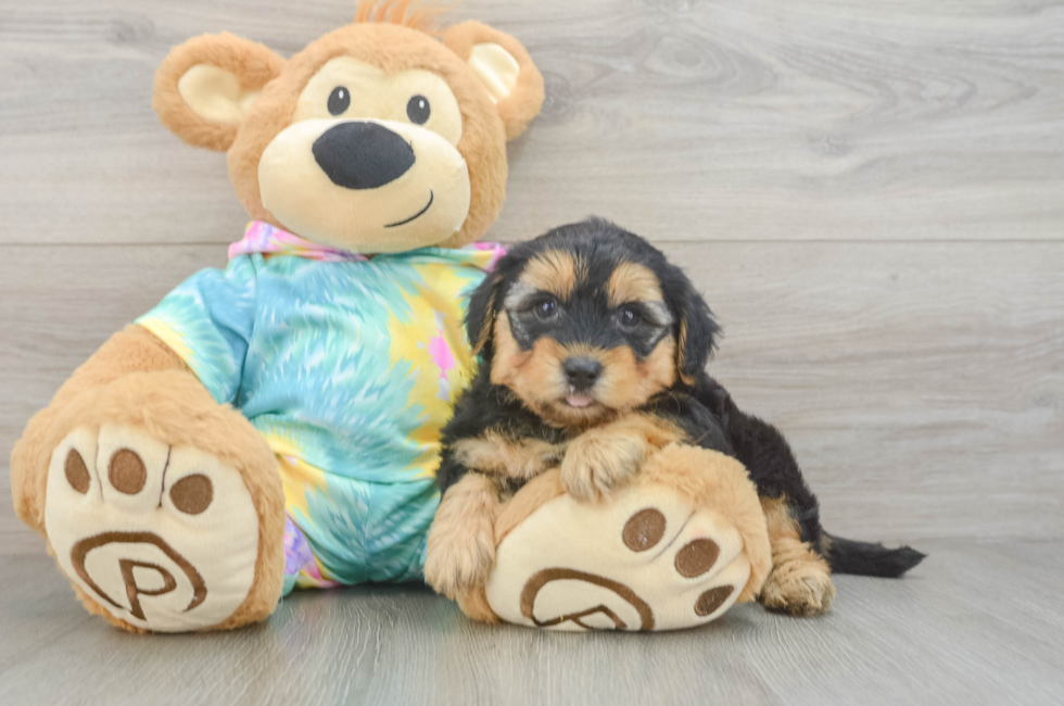 5 week old Yorkie Poo Puppy For Sale - Premier Pups