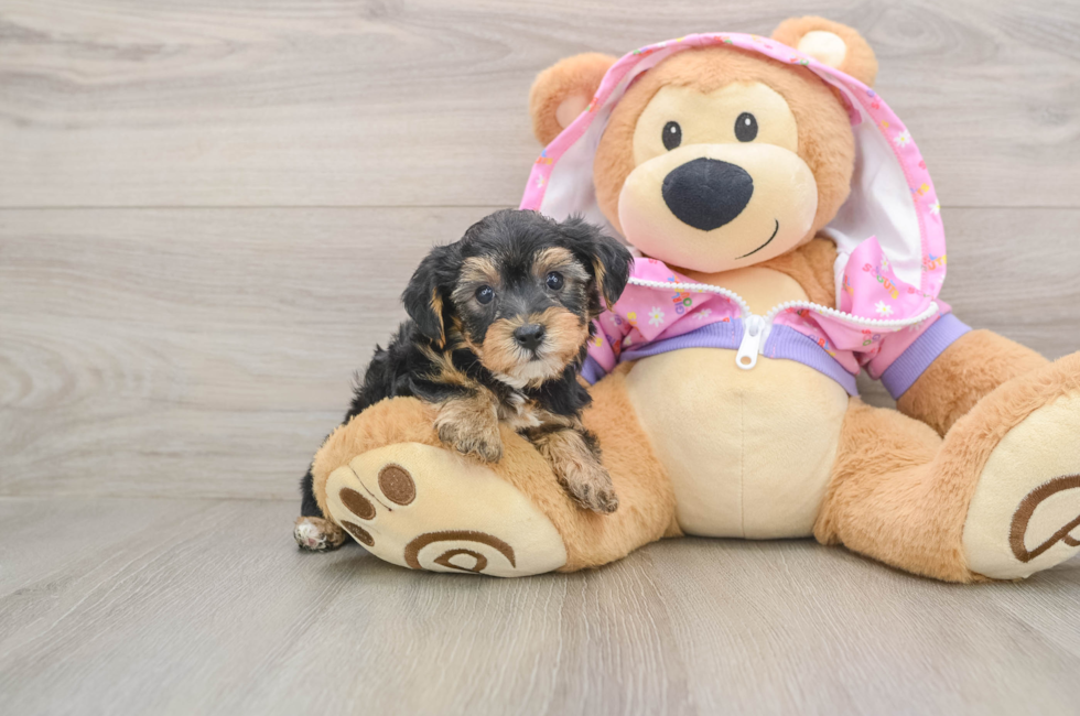 5 week old Yorkie Poo Puppy For Sale - Premier Pups