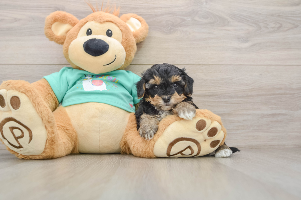 Yorkie Poo Pup Being Cute