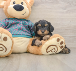 7 week old Yorkie Poo Puppy For Sale - Premier Pups
