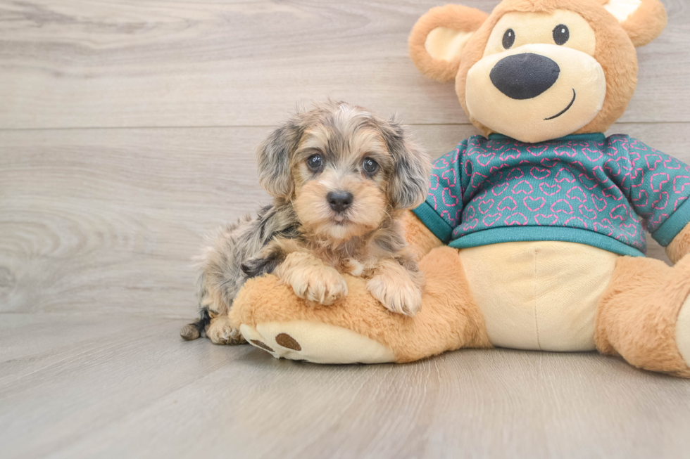 Playful Yo Yo Poo Poodle Mix Puppy