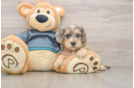 Popular Yorkie Poo Poodle Mix Pup