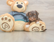 8 week old Yorkie Poo Puppy For Sale - Premier Pups