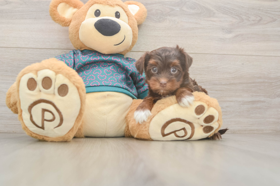 5 week old Yorkie Poo Puppy For Sale - Premier Pups