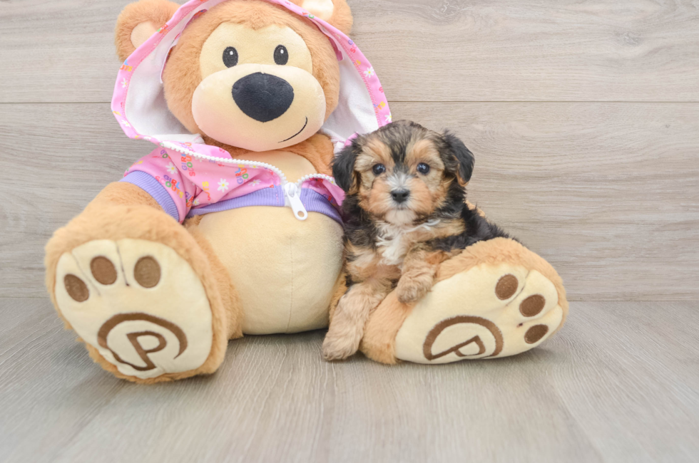 5 week old Yorkie Poo Puppy For Sale - Premier Pups