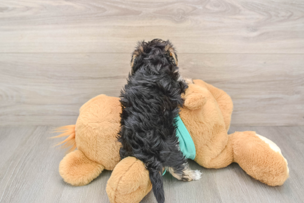 Cute Yorkie Poo Baby