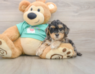8 week old Yorkie Poo Puppy For Sale - Premier Pups