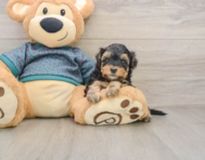 8 week old Yorkie Poo Puppy For Sale - Premier Pups