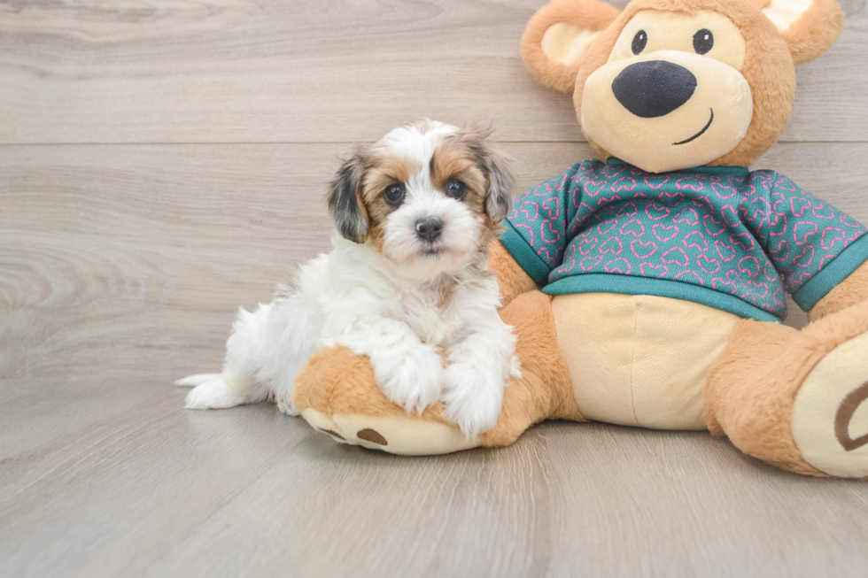 Little Yorkie Poodle Mix Poodle Mix Puppy