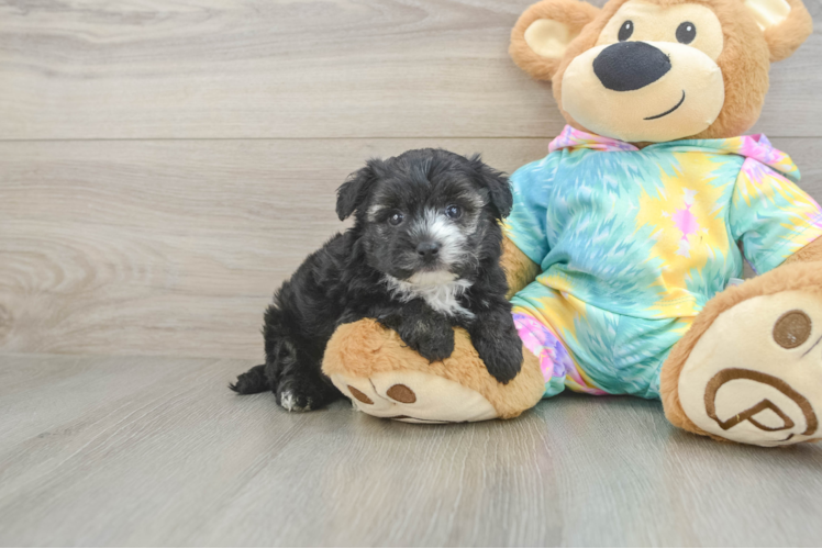 Yorkie Poo Pup Being Cute