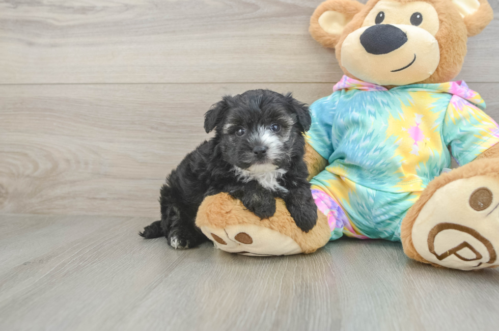 5 week old Yorkie Poo Puppy For Sale - Premier Pups