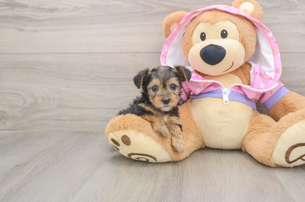 5 week old Yorkie Poo Puppy For Sale - Premier Pups