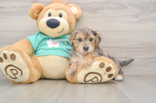 Little Yorkie Poodle Mix Poodle Mix Puppy